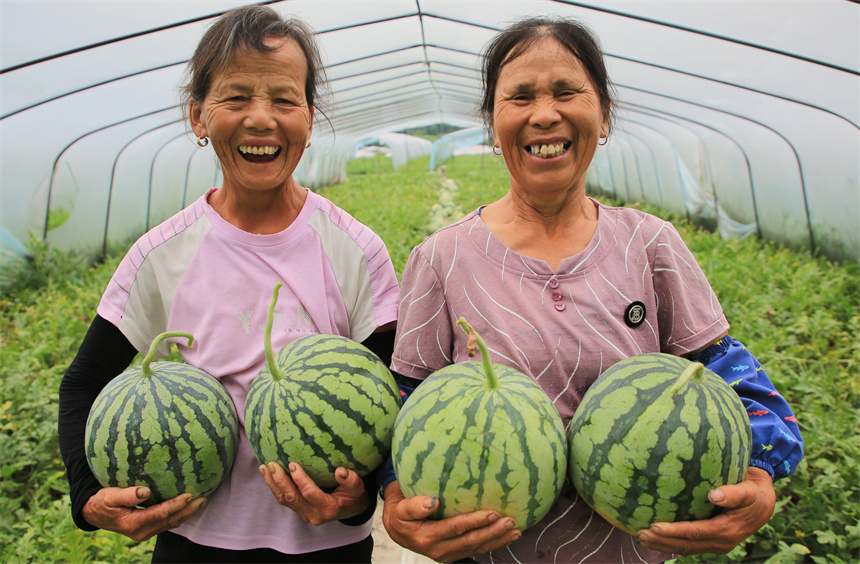 村民在採收西瓜，供應市場。朱國朝攝