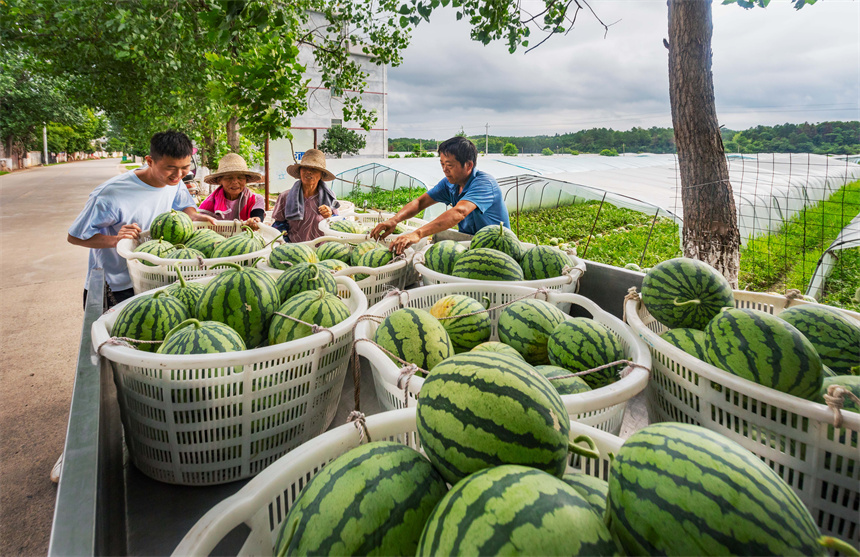 村民在采收西瓜，供应市场。朱国朝摄