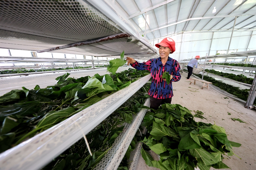 村民在給蠶寶寶喂食桑葉。何江華攝
