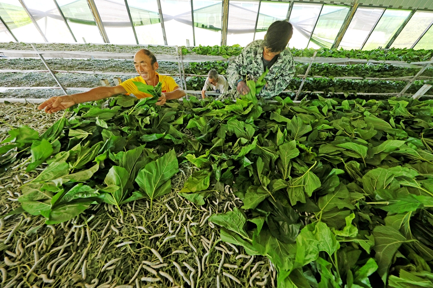 村民在給蠶寶寶喂食桑葉。何江華攝