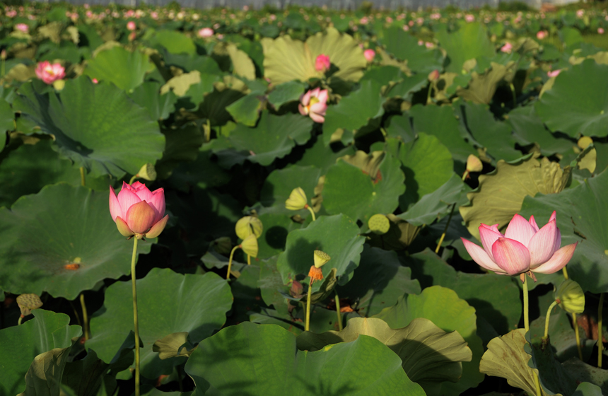 荷花竞相开放，构成一幅“接天莲叶无穷碧”的荷塘“悦”色美景。杜慧君摄