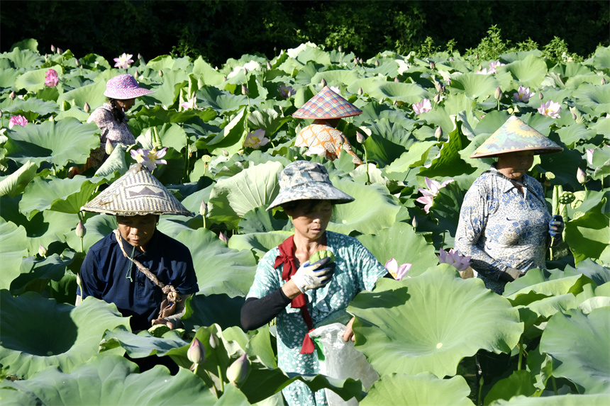 “全副武装”的村民们背着自制的编织袋、动作娴熟地采摘着莲蓬。李千千摄