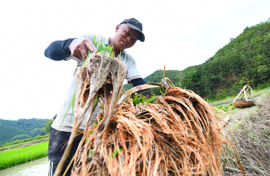 农户正忙着中稻移栽，田间一片忙碌景象。詹继成摄