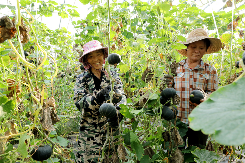 村民忙著採收貝貝小南瓜供應市場。彭琴攝
