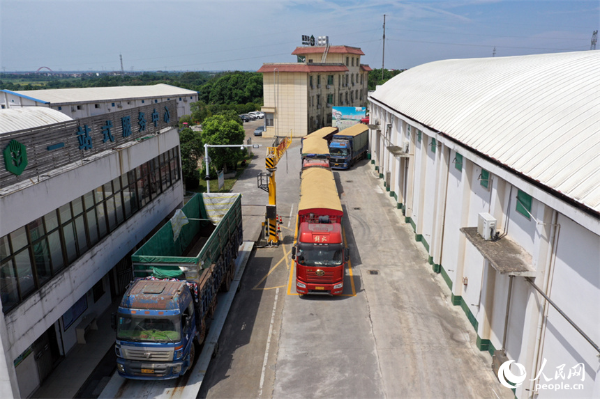 滿載著早籼稻的大型卡車正在有序排隊，卸載完畢的貨車過磅后將立即進行結算。 人民網記者 時雨攝