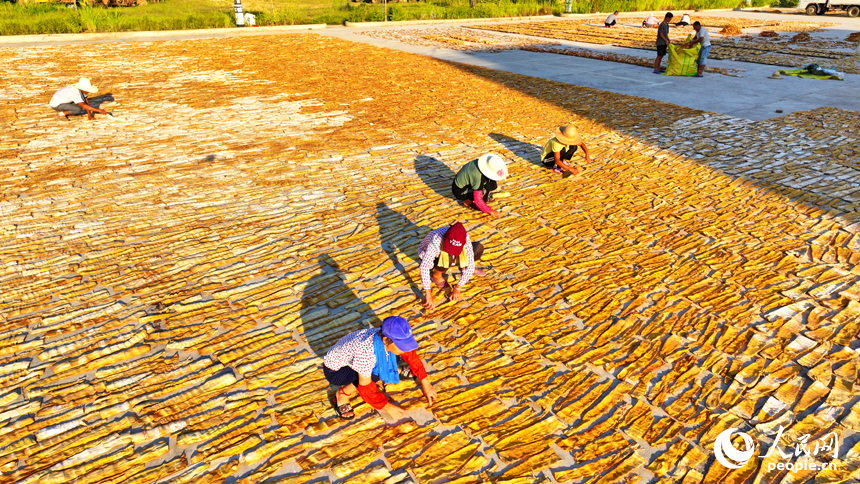 在樂安縣招攜村汗上村晾晒場，村民在翻晒筍干，供應市場。人民網 朱海鵬攝