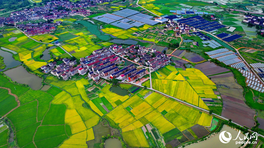 崇仁县巴山镇永红村，农房与蜿蜒河流相映衬，构成一幅色彩斑斓的夏日乡村画卷。人民网 朱海鹏摄