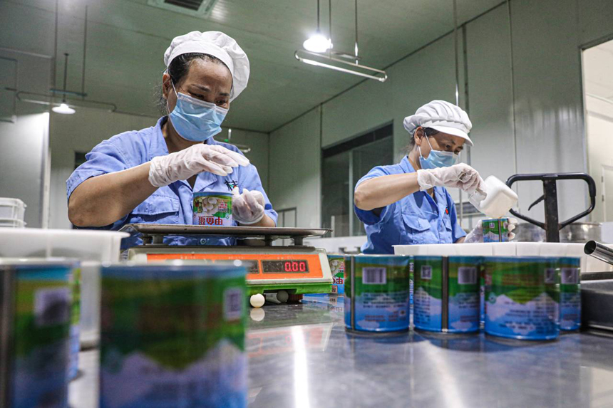 南丰县一家预制菜加工企业生产车间内，工人们正在流水线上加工甲鱼蛋制品。李煜祖摄