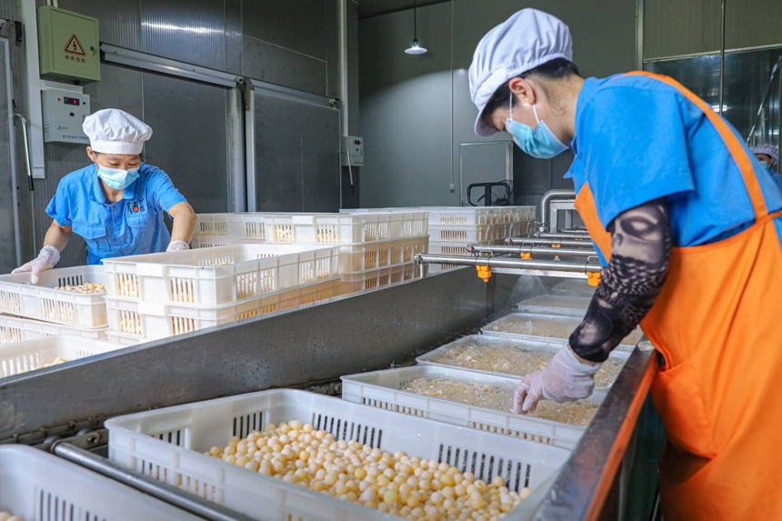 南丰县一家预制菜加工企业生产车间内，工人们正在流水线上加工甲鱼蛋制品。李煜祖摄