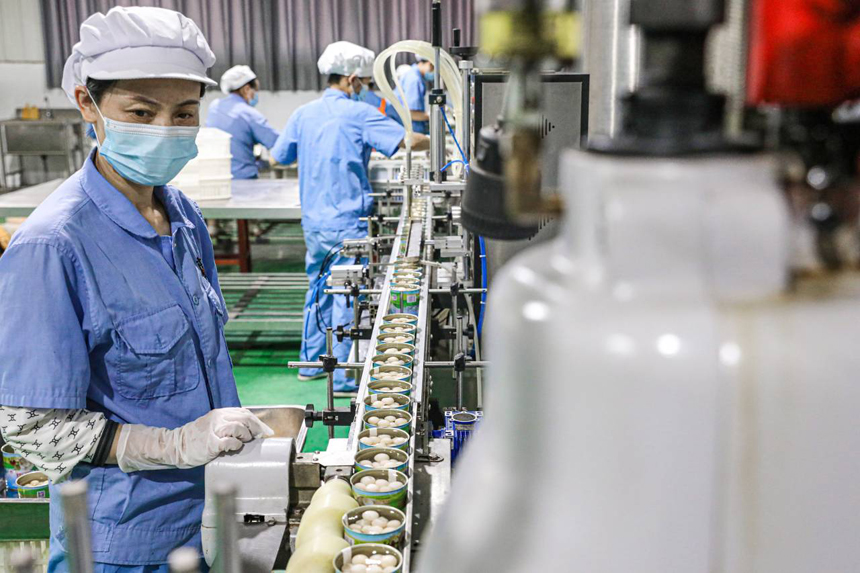 南丰县一家预制菜加工企业生产车间内，工人们正在流水线上加工甲鱼蛋制品。李煜祖摄