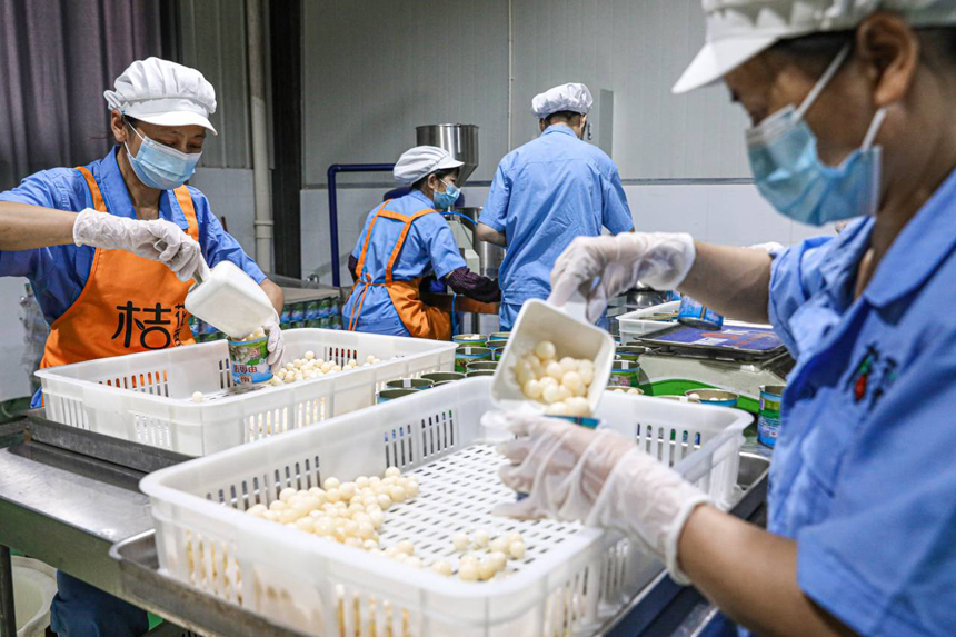 南丰县一家预制菜加工企业生产车间内，工人们正在流水线上加工甲鱼蛋制品。李煜祖摄