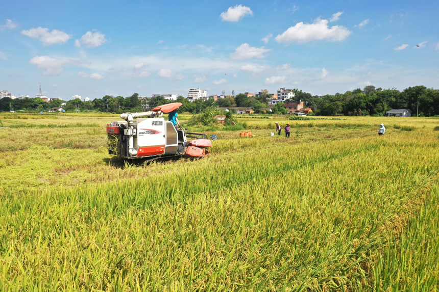 7月12日，在江西赣州蓉江新区潭口镇代卫村，收割机正在稻田中作业。钟万汕摄