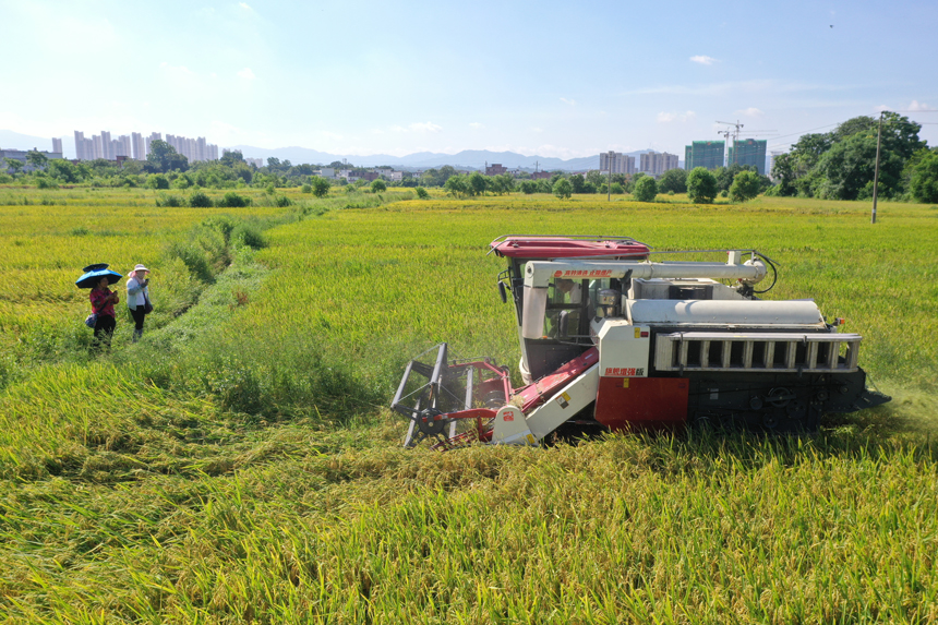 7月12日，在江西贛州蓉江新區潭東鎮宋塘村，收割機正在稻田中作業。鐘萬汕攝