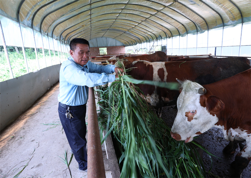 工作人员正在给肉牛添加草料。郑飞华摄