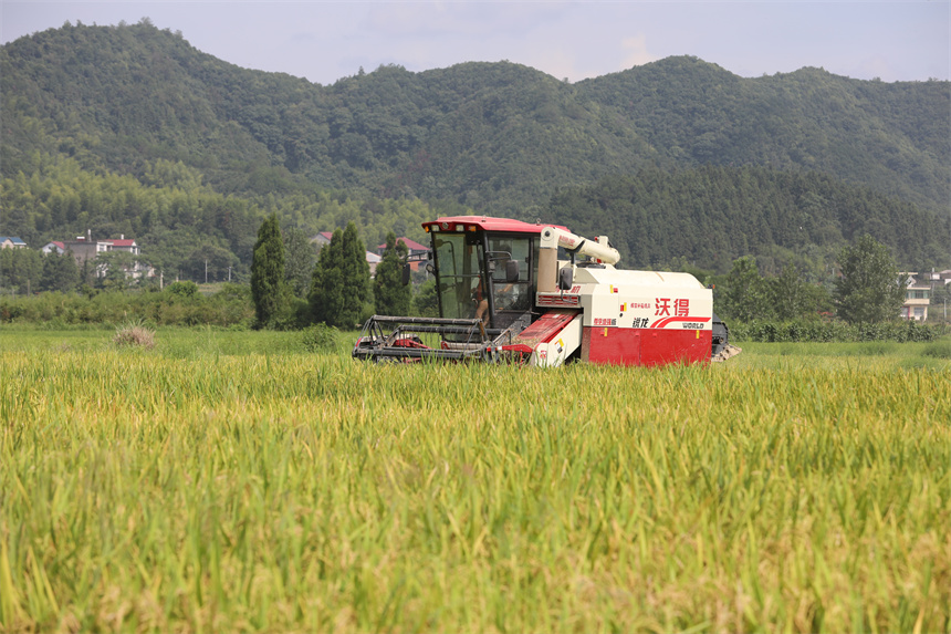 江西彭泽：盛夏时节忙“双抢”