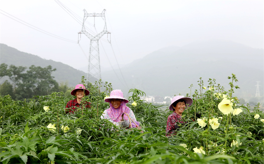 村民们正在采摘黄蜀葵花。彭琴摄