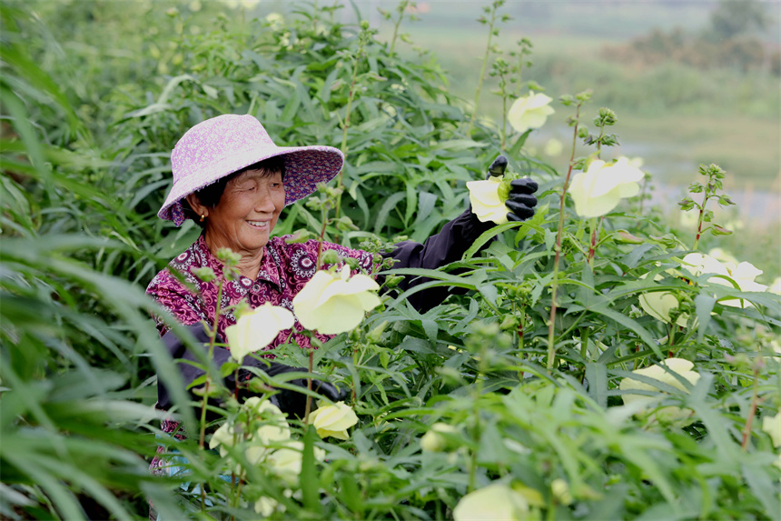 村民们正在采摘黄蜀葵花。彭琴摄