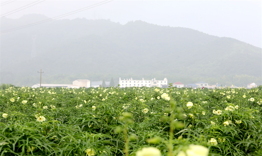 黄蜀葵花迎来采收期。彭琴摄