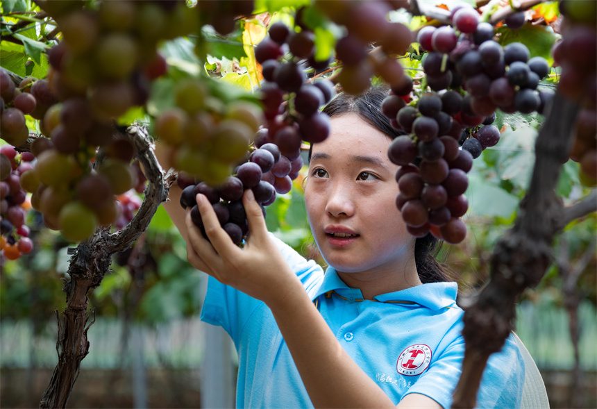 大學生在幫助農戶採收葡萄。周亞茂攝
