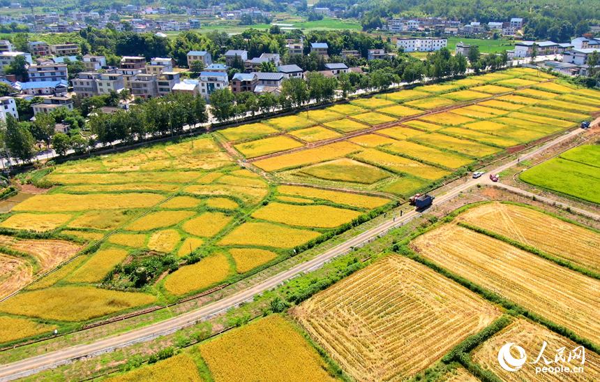 农机手驾驶收割机在江西省赣州市会昌县小密乡莲塘村富硒水稻种植基地收割早稻。人民网 朱海鹏摄