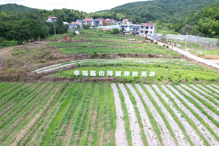 昌江區荷塘鄉山門村“幸福醬坊”辣椒種植基地的辣椒喜獲豐收。王澄攝