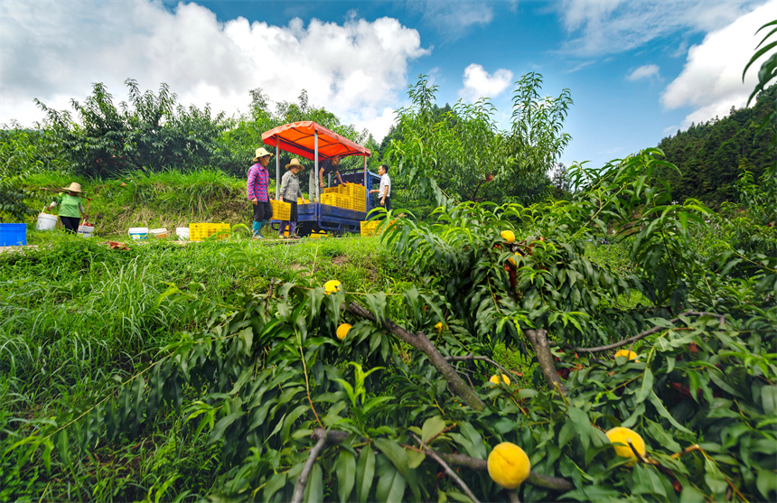 村民们在搬运黄桃。周亚茂摄
