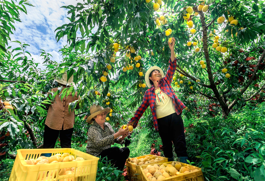 村民在採收黃桃。周亞茂攝
