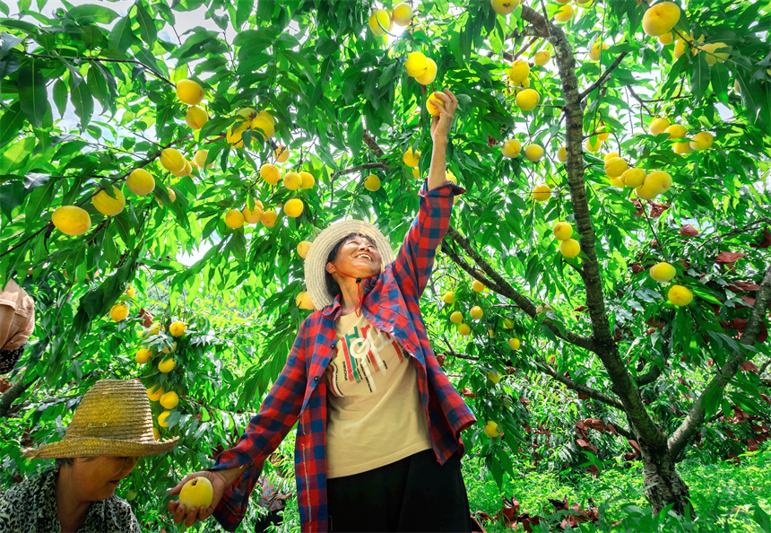 村民在采收黄桃。周亚茂摄
