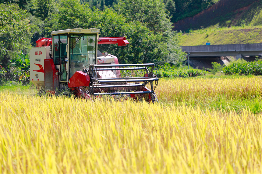 村民駕駛農機在田間收割早稻。李凡欽攝