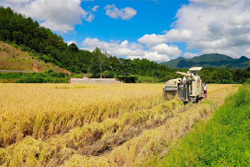 村民駕駛農機在田間收割早稻。李凡欽攝