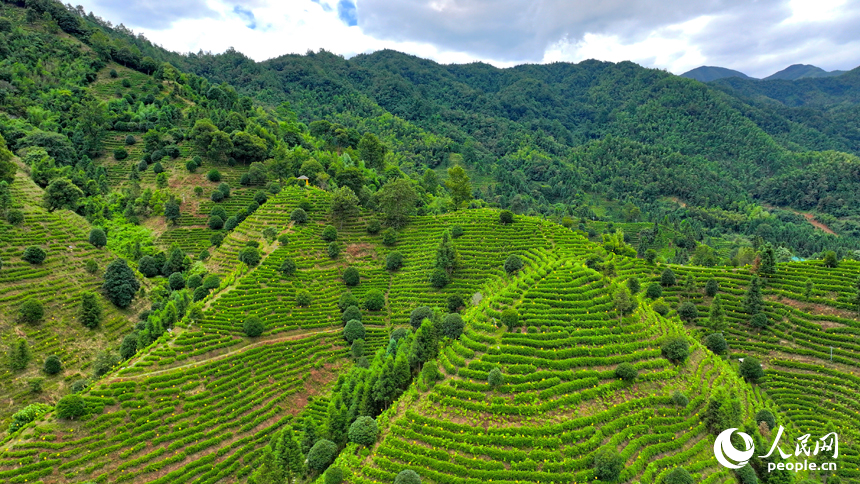军峰山茶叶种植园，漫山成片的茶树与河流、房舍相映成趣。人民网 朱海鹏摄