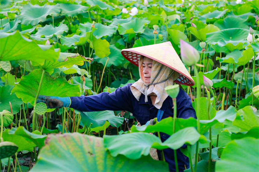农民正在采收莲子。李凡钦摄