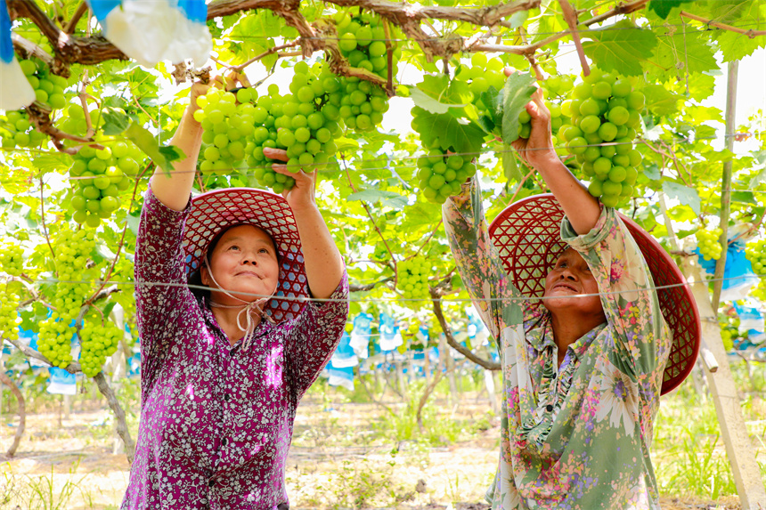 農民在採摘葡萄，豐收的喜悅溢於言表。李凡欽攝