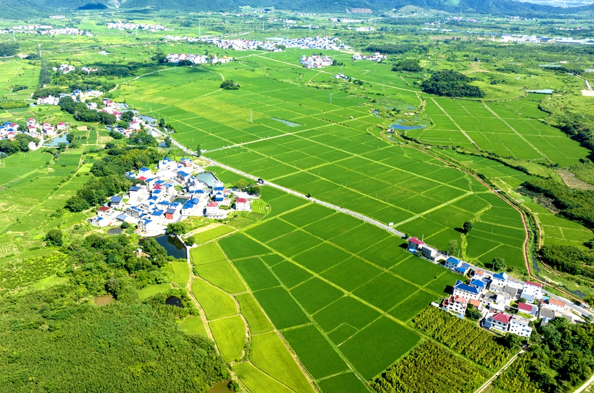 航拍湖口縣武山鎮武前村，藍天白雲下的村居和糧田相互映襯，構成一幅美麗的鄉村畫卷。張玉攝