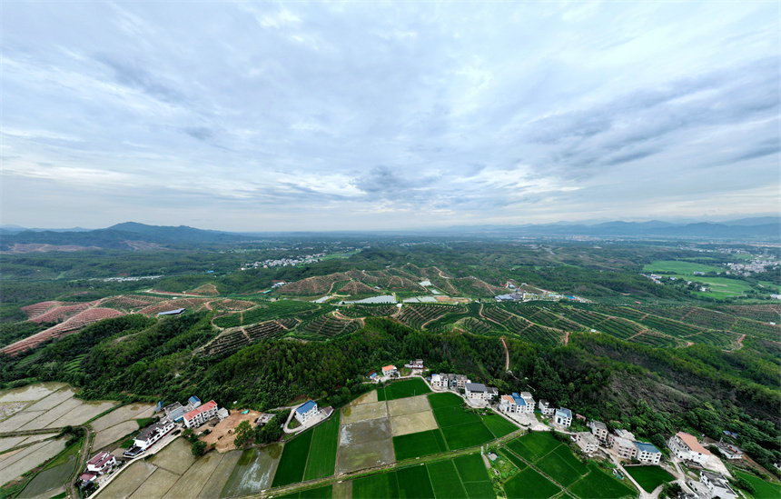 满目青翠果园点缀在连绵起伏的山峦中，构成了一幅夏日秀美风景图。李建平摄