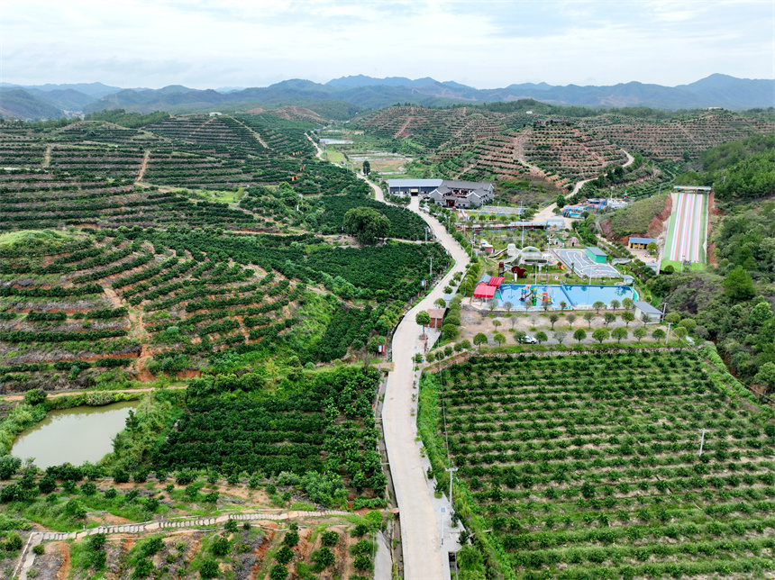 满目青翠果园点缀在连绵起伏的山峦中，构成了一幅夏日秀美风景图。李建平摄