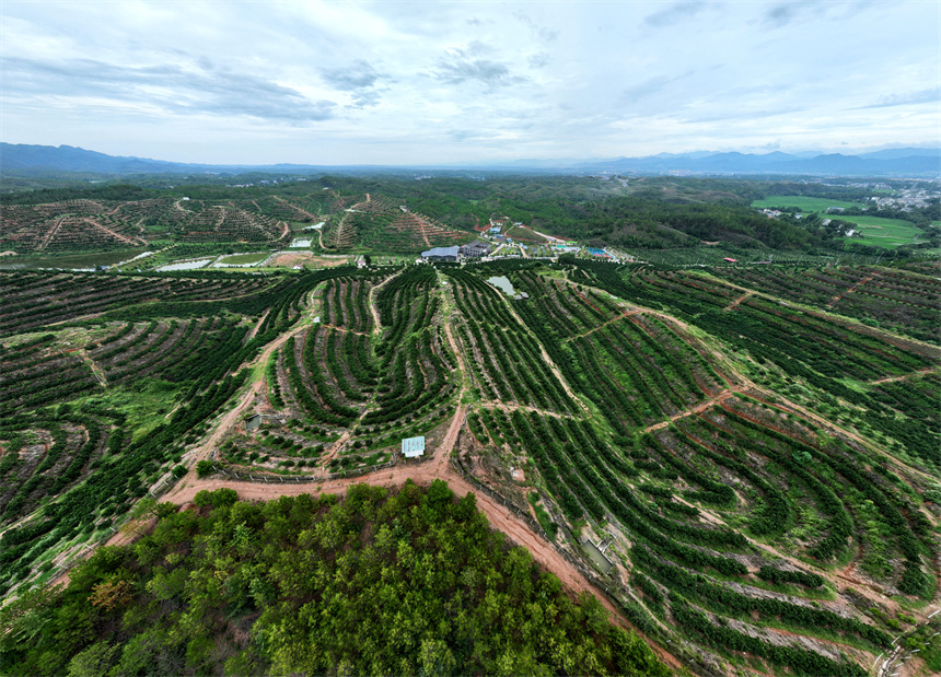 满目青翠果园点缀在连绵起伏的山峦中，构成了一幅夏日秀美风景图。李建平摄