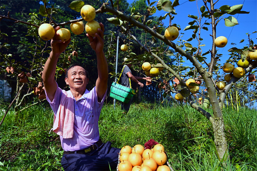 萬載縣潭埠鎮天揚村一種植基地，村民正在採摘成熟的黃金梨。鄧龍華攝