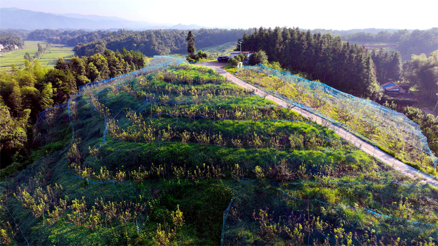 航拍萬載縣潭埠鎮天揚村黃金梨種植基地。鄧龍華攝