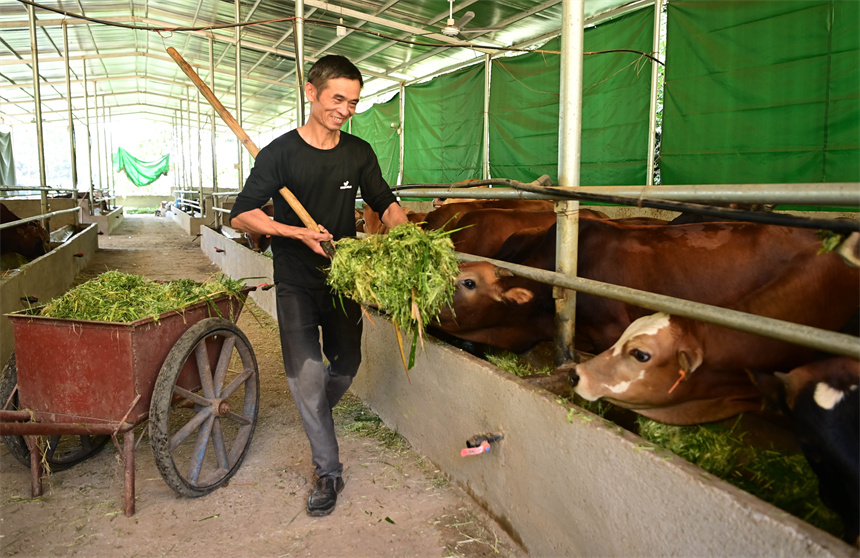 在萬載縣潭埠鎮塅源村一家庭農場，飼養員正在喂養肉黃牛。鄧龍華攝