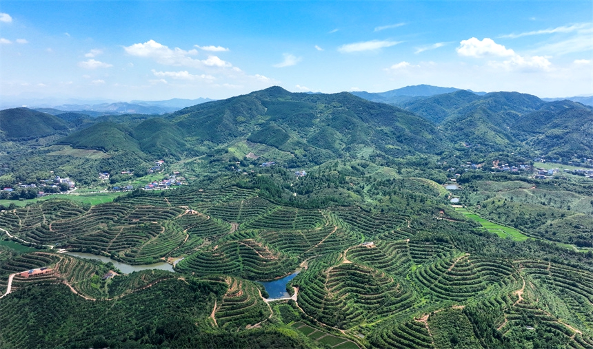 蜿蜒起伏的油茶山如同一幅天然的壮美画卷。李桂东摄