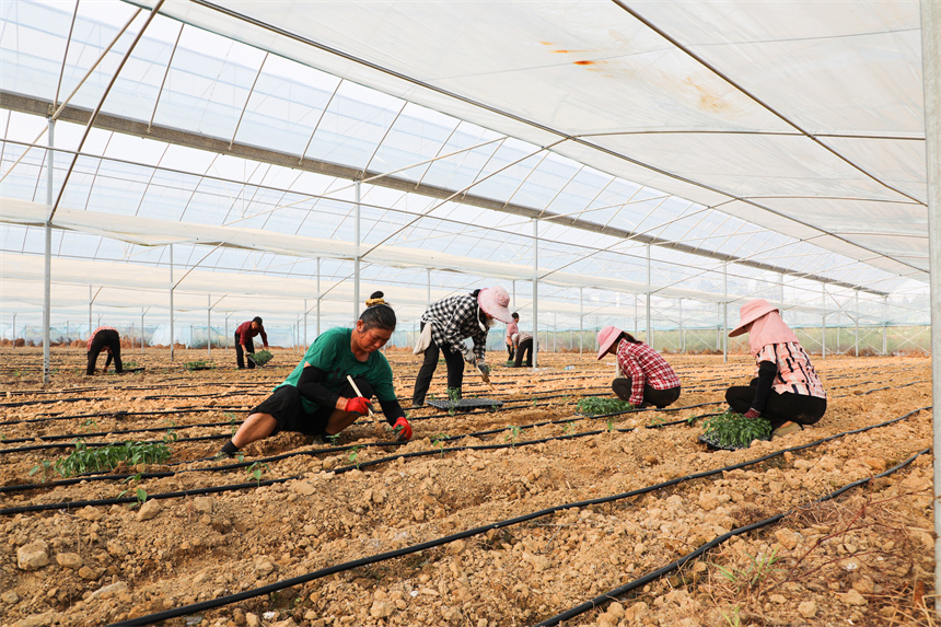 村民正在田间地头忙碌。