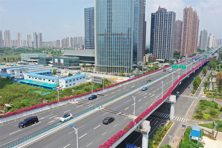 道路两旁的三角梅把车道装点成一条条“花廊”。钟万汕摄