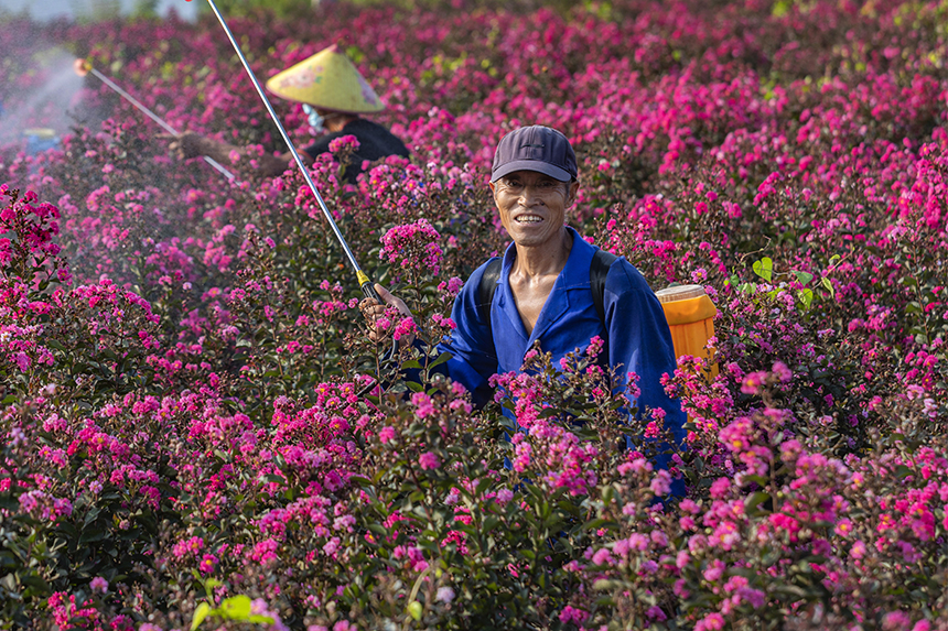 村民在花卉苗木基地里管理紫薇花。罗鑫钢摄
