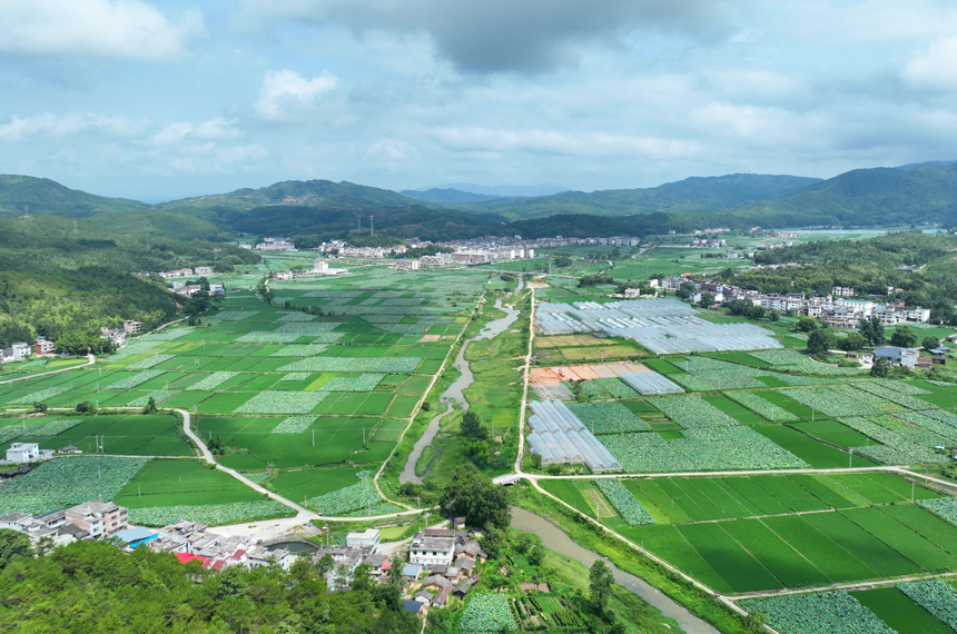 青山、村庄與水稻、白蓮構成一幅美麗的鄉村畫卷。溫京燕攝