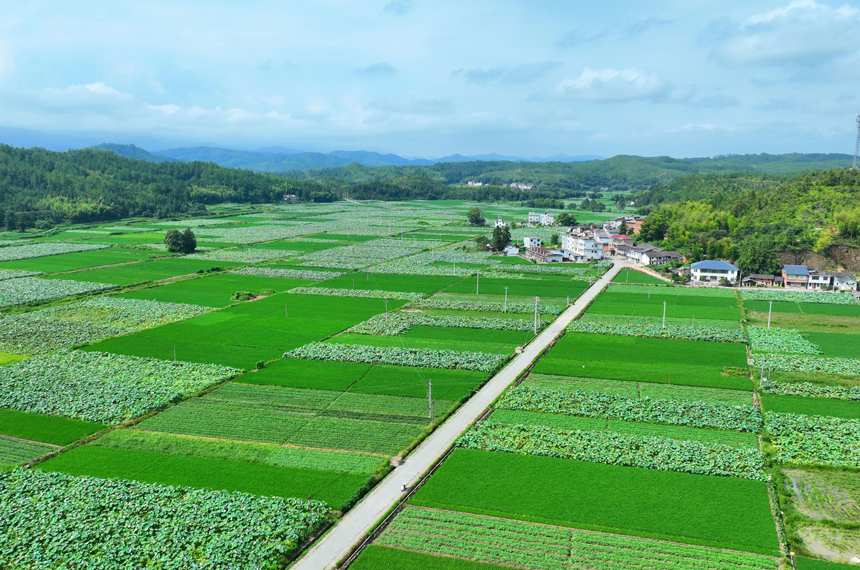 青山、村庄與水稻、白蓮構成一幅美麗的鄉村畫卷。溫京燕攝