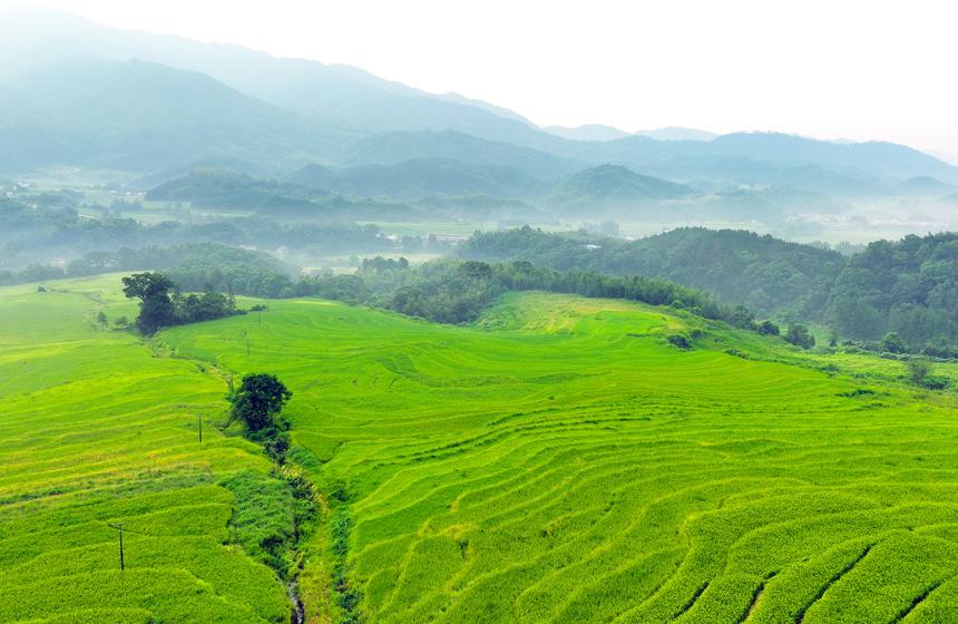 航拍镜头下，由绿转黄的高山生态稻田与山峦、民居相映成景，宛如画卷。何贱来摄