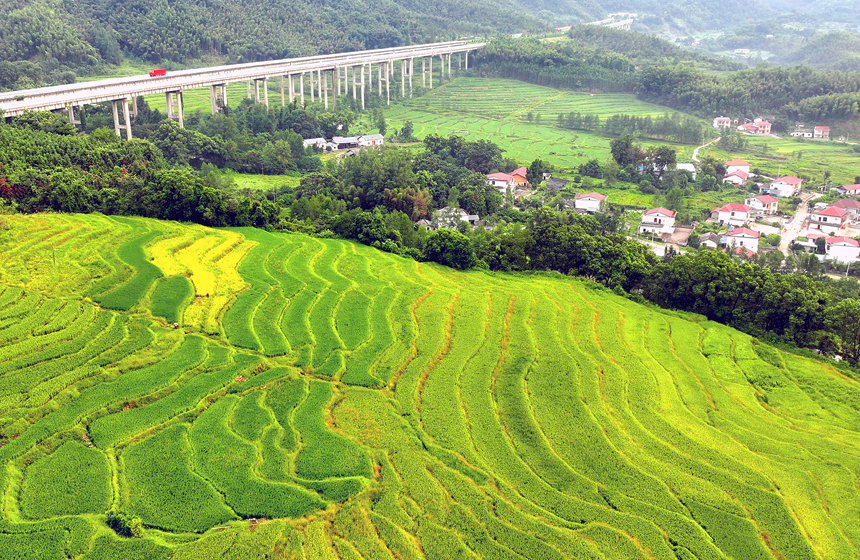 航拍镜头下，由绿转黄的高山生态稻田与山峦、民居相映成景，宛如画卷。何贱来摄