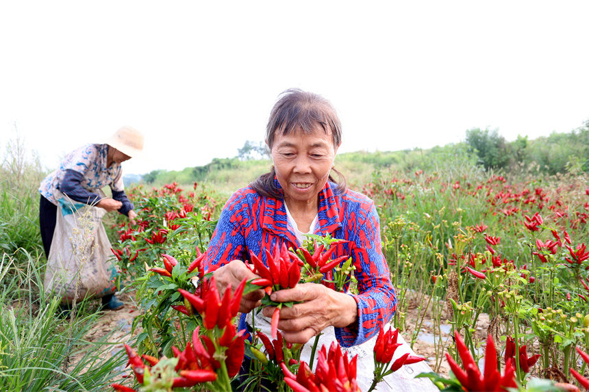 村民正忙著採摘朝天椒。鄭飛華攝