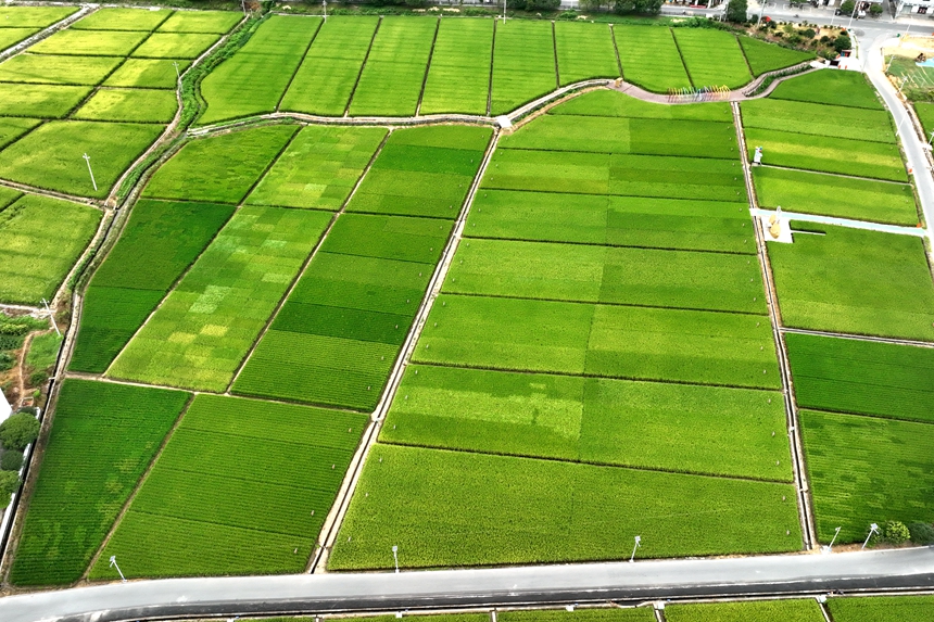 江西省萍鄉市湘東區麻山鎮汶泉村水稻制種基地的稻田景色（無人機照片）。李桂東攝